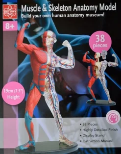 Anatomiamalli - lihakset ja luuranko