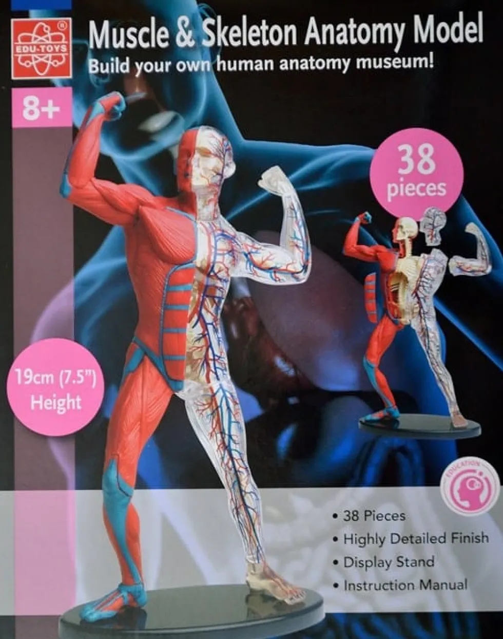 Anatomiamalli - lihakset ja luuranko