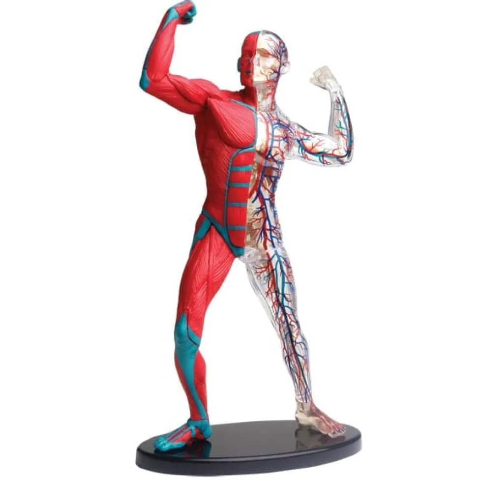 Anatomiamalli - lihakset ja luuranko
