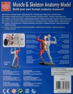 Anatomiamalli - lihakset ja luuranko