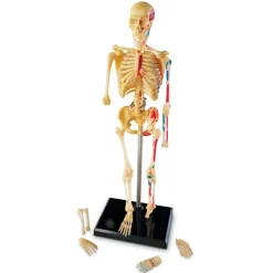 Anatomiamalli - Luuranko