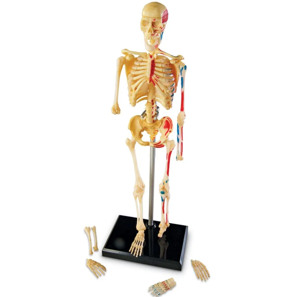 Anatomiamalli - Luuranko