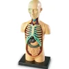 Anatomiamalli - Torso