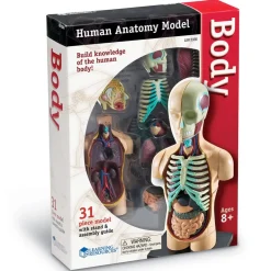 Anatomiamalli - Torso