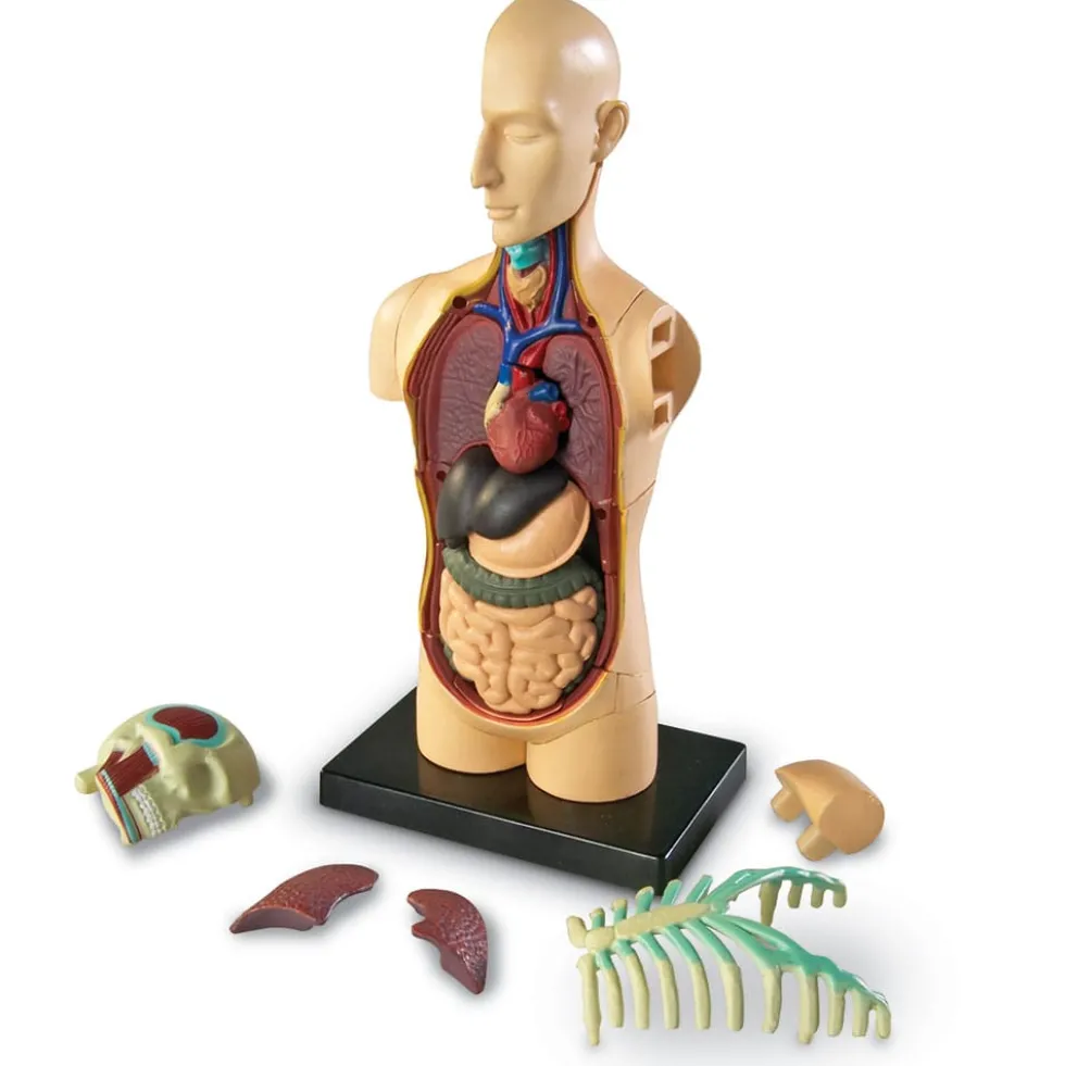 Anatomiamalli - Torso