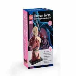 Anatomiamalli - Torso, 27cm