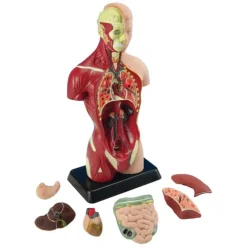 Anatomiamalli - Torso, 27cm