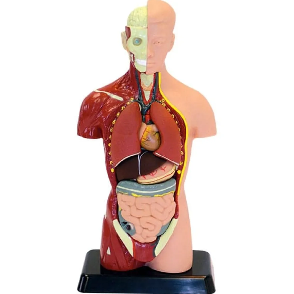 Anatomiamalli - Torso, 27cm