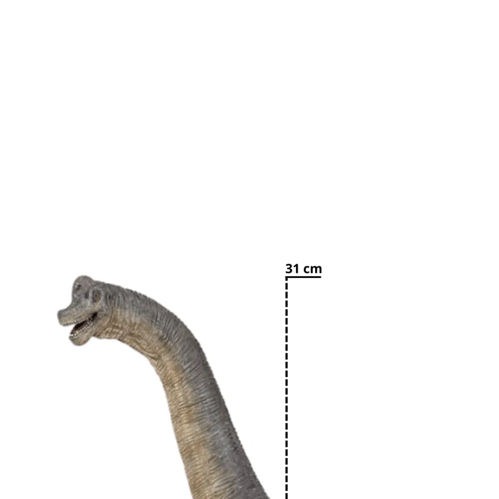 Brachiosaurus - P: 36 cm