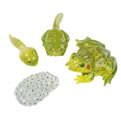 Elinkaari: Munasta sammakkoeläimeksi - Sammakko
