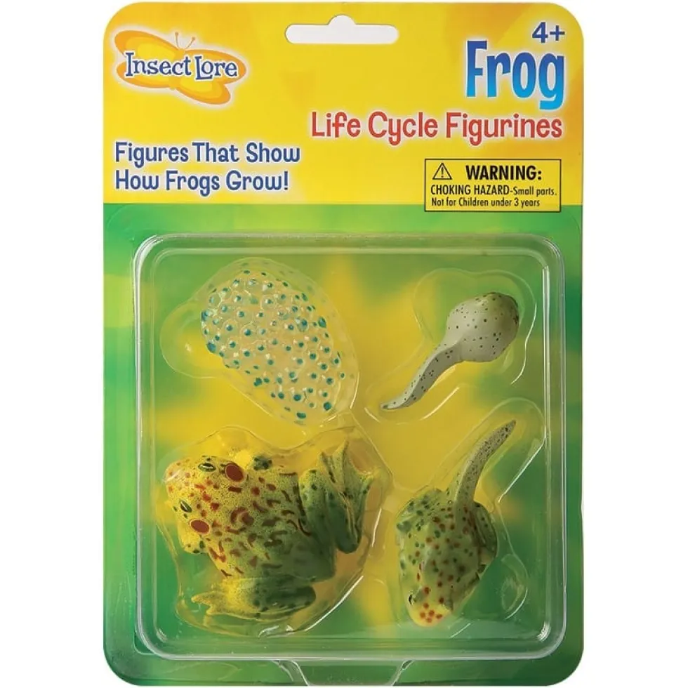Elinkaari: Munasta sammakkoeläimeksi - Sammakko
