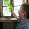 Hyönteisimuri