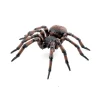 Kotihämähäkki - P: 6,3 cm