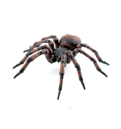 Kotihämähäkki - P: 6,3 cm