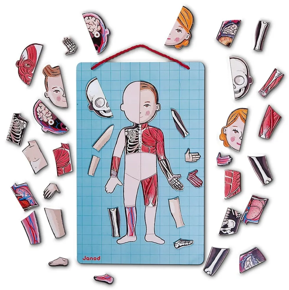 Magneettileikki – Anatomia