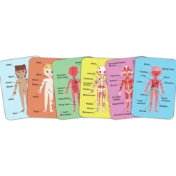 Magneettipalapeli – Anatomia