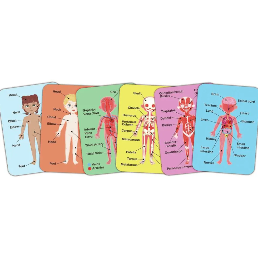 Magneettipalapeli – Anatomia