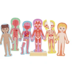 Magneettipalapeli – Anatomia