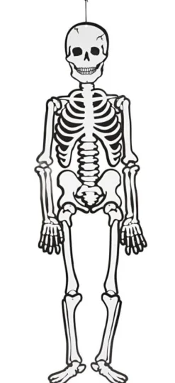 Pahvinen luuranko (glow in the dark), 120 cm