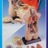 Torso - Ihmiskehon läpileikkaus 50 cm