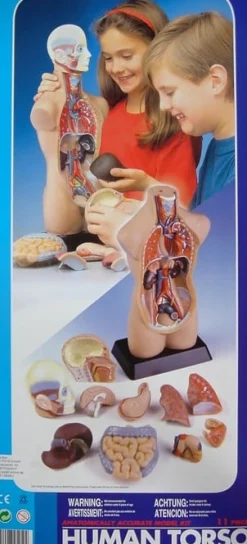 Torso - Ihmiskehon läpileikkaus 50 cm
