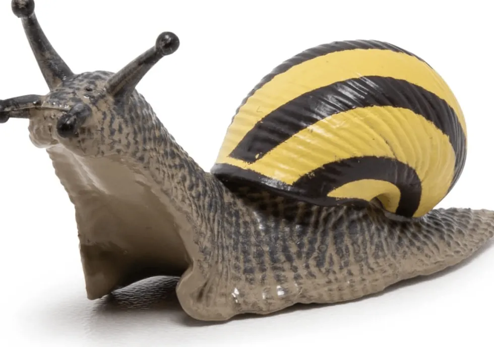 Tummatarhakotilo - P: 6 cm