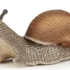 Viinimäkikotilo - P: 6 cm
